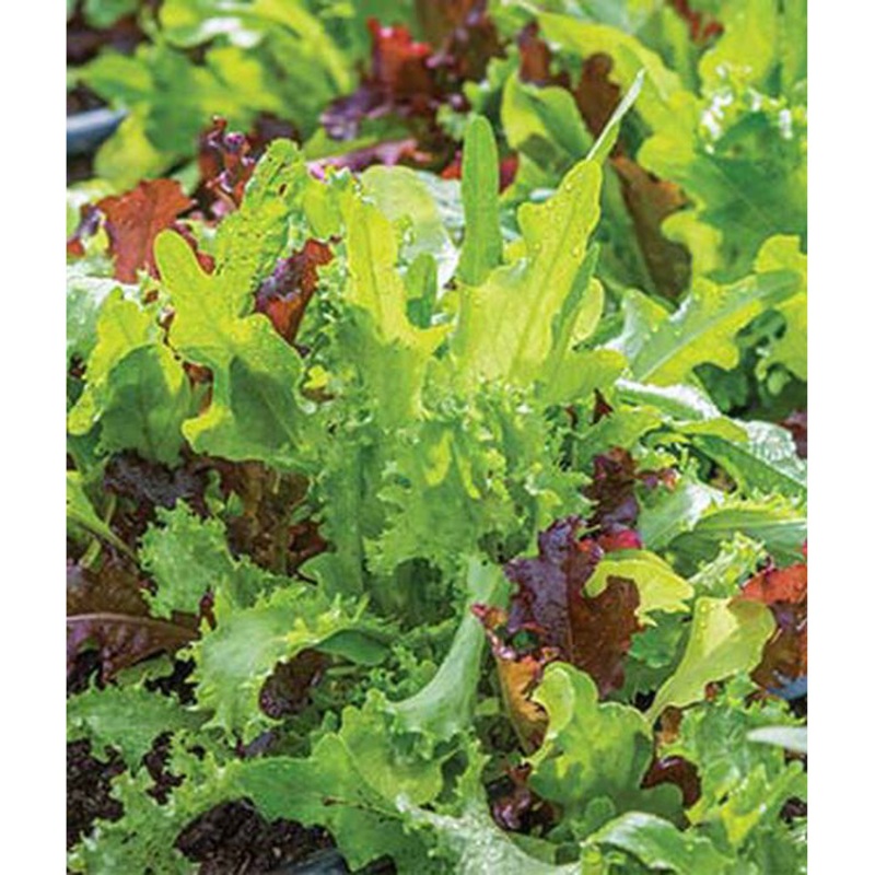 Organic Classic Mesclun Lettuce Seed Pack 60370