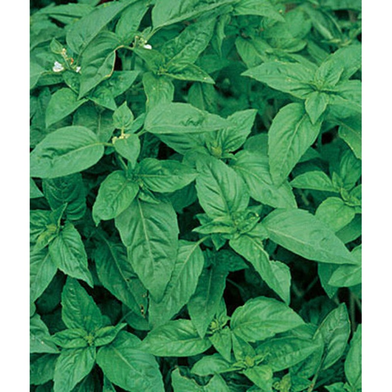 Organic Sweet Basil Seed Pack 60215