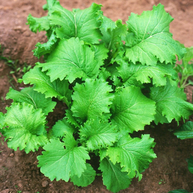 Southern Giant Curled Mustard Seeds 9906400