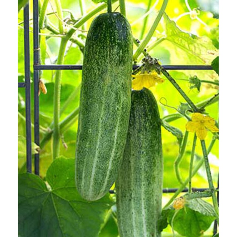 Chompers Hybrid Cucumber Seed Pack 55539