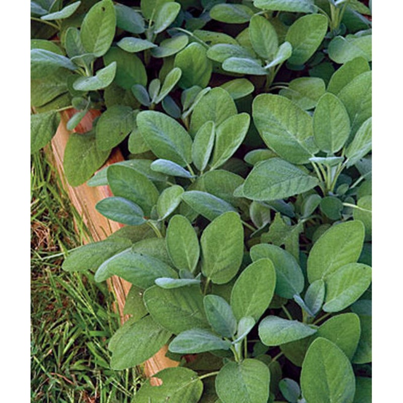 Sage Herb Seed Pack 66167