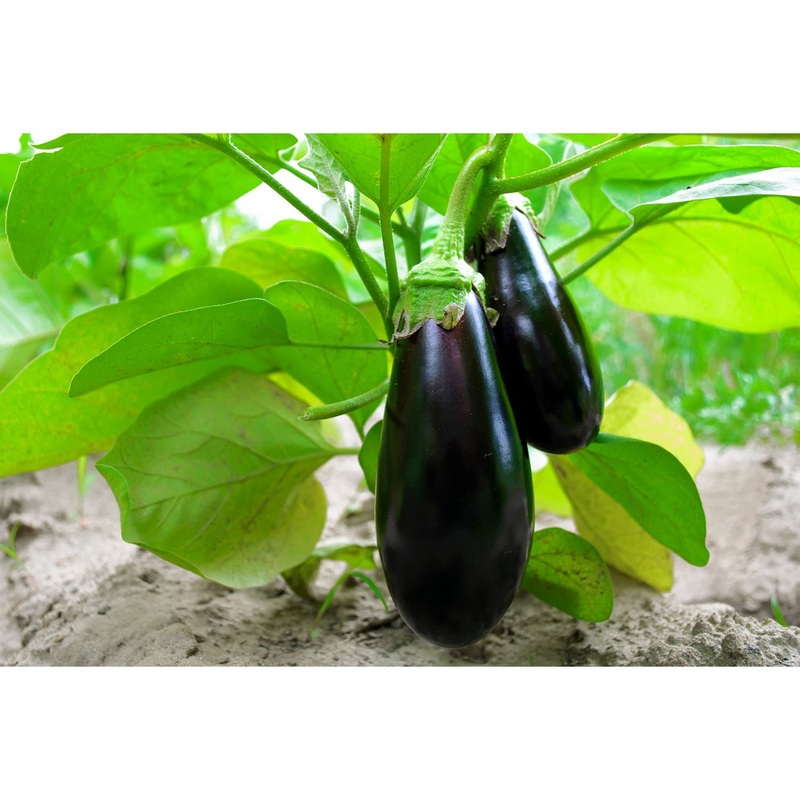 Black Beauty Eggplant Seed Pack 9904400