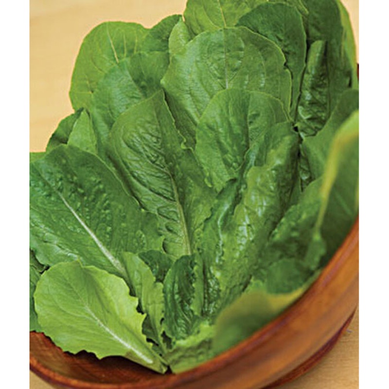 Organic Black Seeded Simpson Lettuce Seed Pack 60295