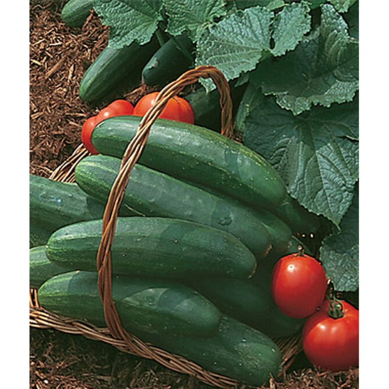 Organic Bush Champion Cucumber Seed Pack 67455