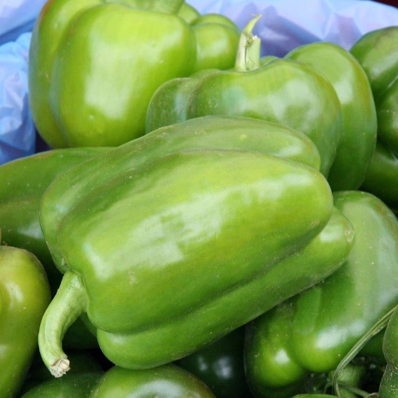California Wonder Bell Pepper Seed 9907200