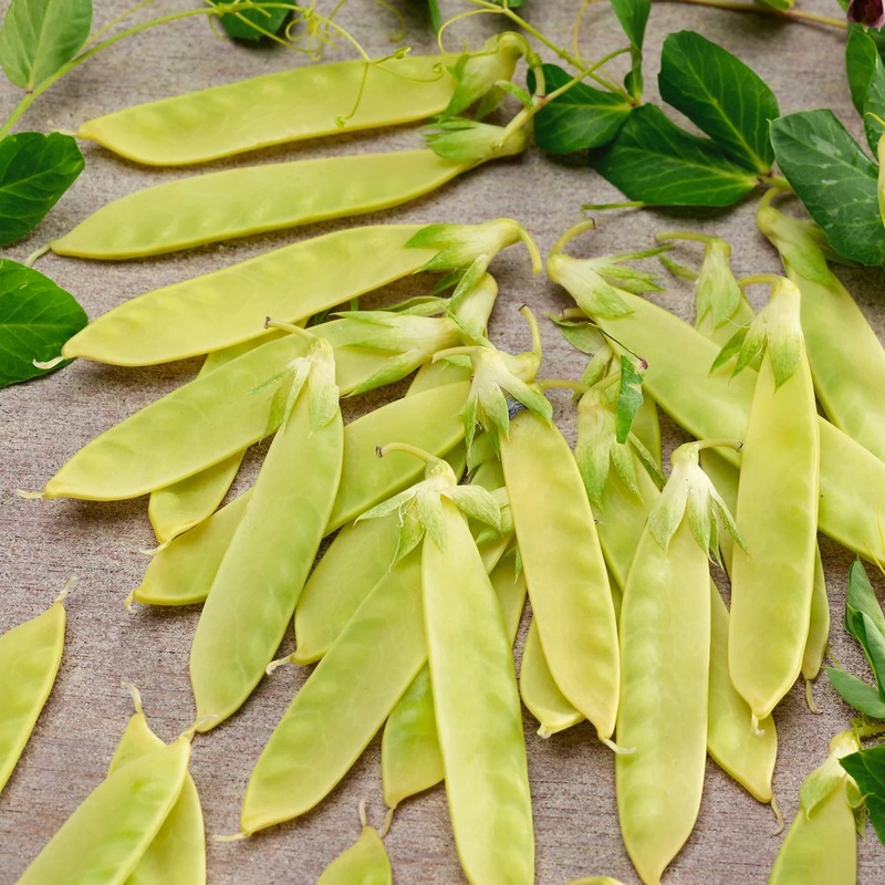 Yellow Sugar Pod Pea Seeds 63200