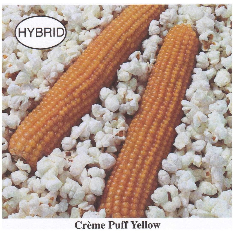 Creme Puff Yellow Hybrid Popcorn 1/2 lb Seed