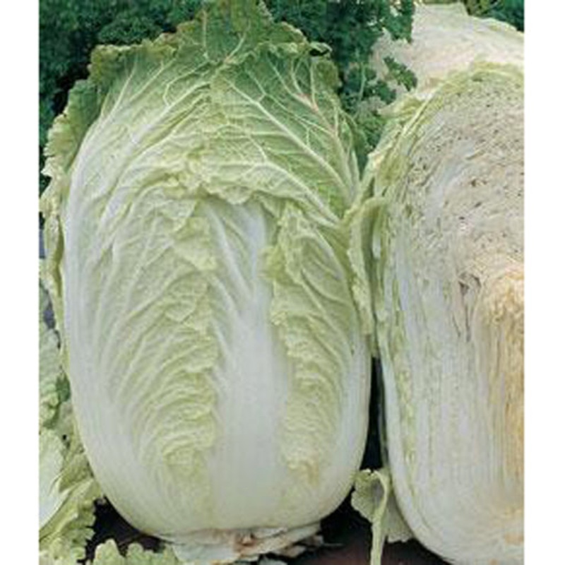 Chinese Michihli Cabbage Seed Pack 9901000