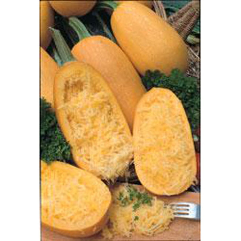 Spaghetti Squash Seed 9910900