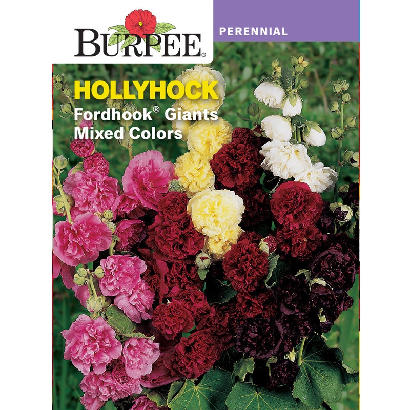 Fordhook Giant Hollyhock Flower Seed Pack 30908