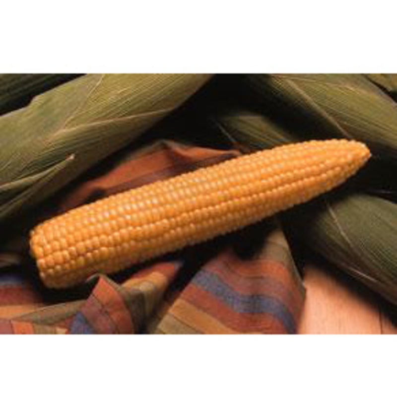 Honey Select Sweet Corn 9922502 1000 seeds