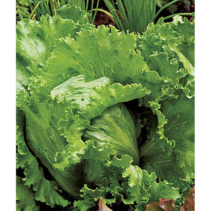 Igloo Lettuce Seed Pack 52186