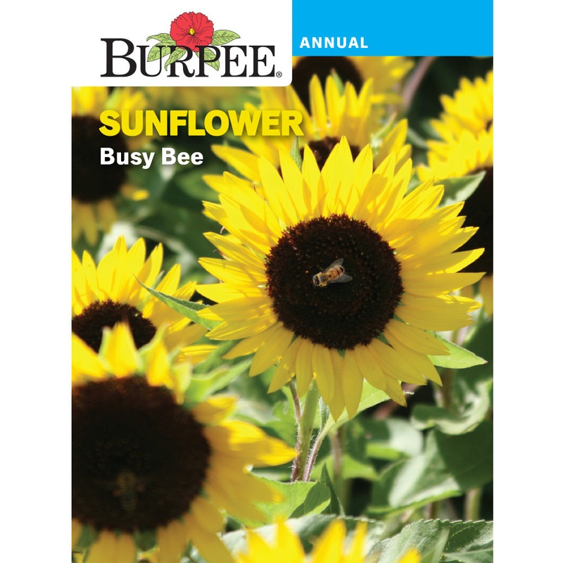 Busy Bee Sunflower Seed Pack 30154