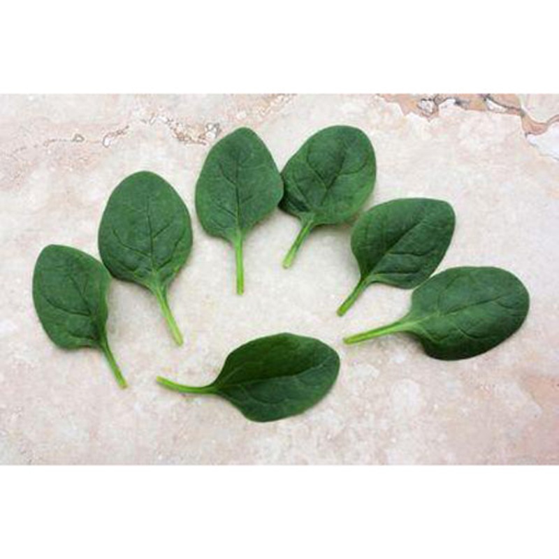 Seaside Baby Leaf Spinach Seed Pack