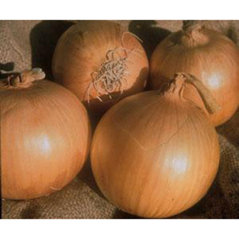 Heirloom Sweet Spanish Onions Seed 9906700