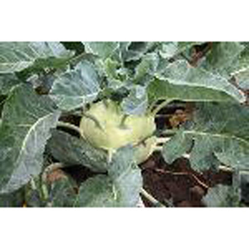 White Vienna Kohlrabi Seed Pack 9904800
