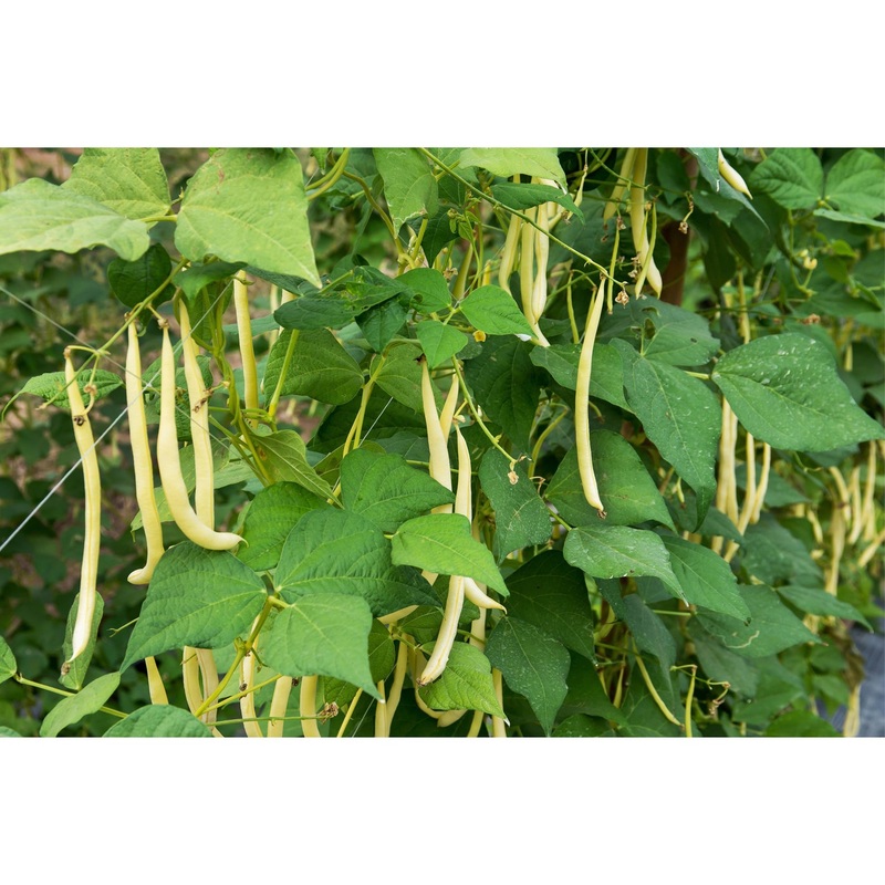 Custard Yellow Bean 1/2-lb Seed 9918542