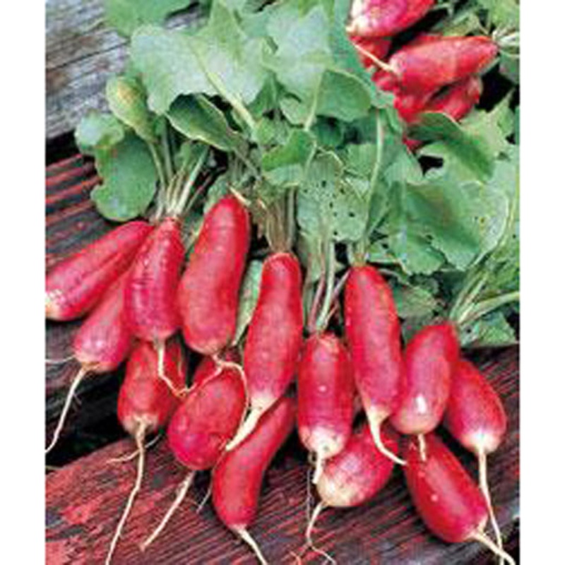 French Breakfast Radish Seed 9909000