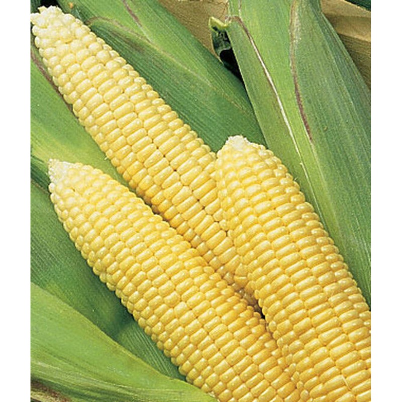 Early Sunglow Hybrid Sweet Corn Seed Pack 65680