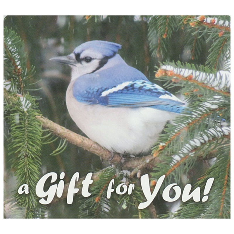 Good’s Store Gift Card Blue Jay in the Snow $10.00