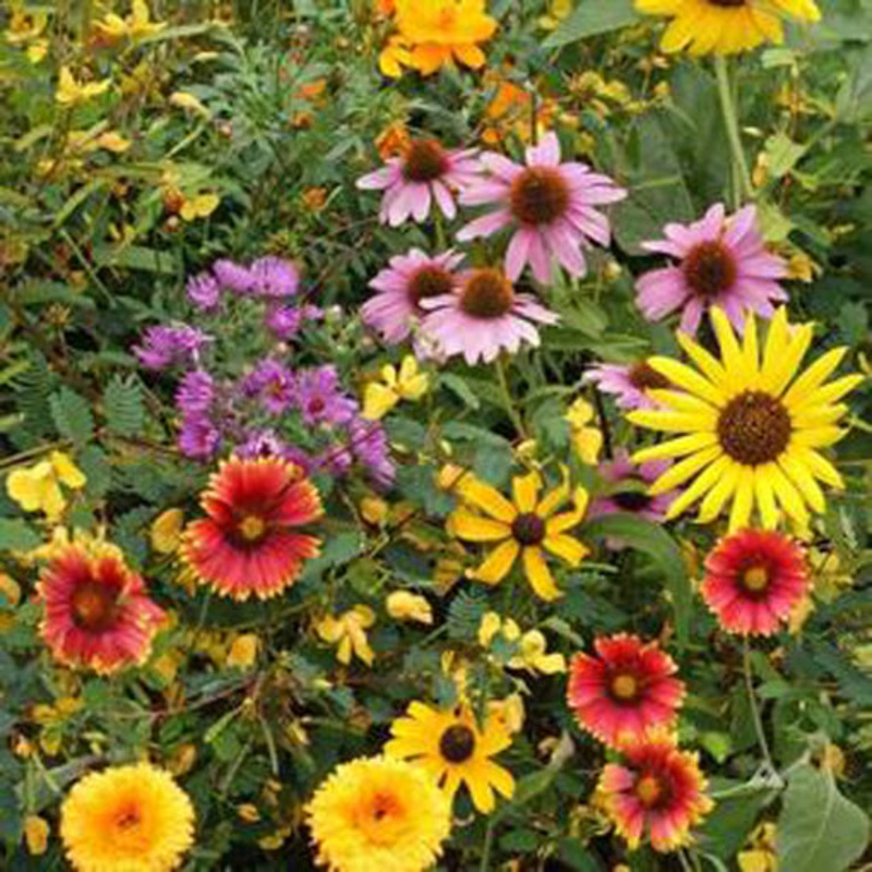 Songbird Flower Seed Mix 9938170