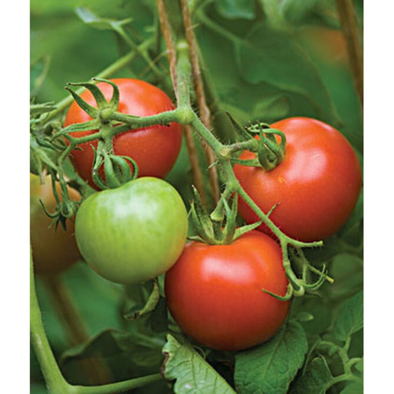 Fourth of July Hybrid Tomato Seed Pack 61616