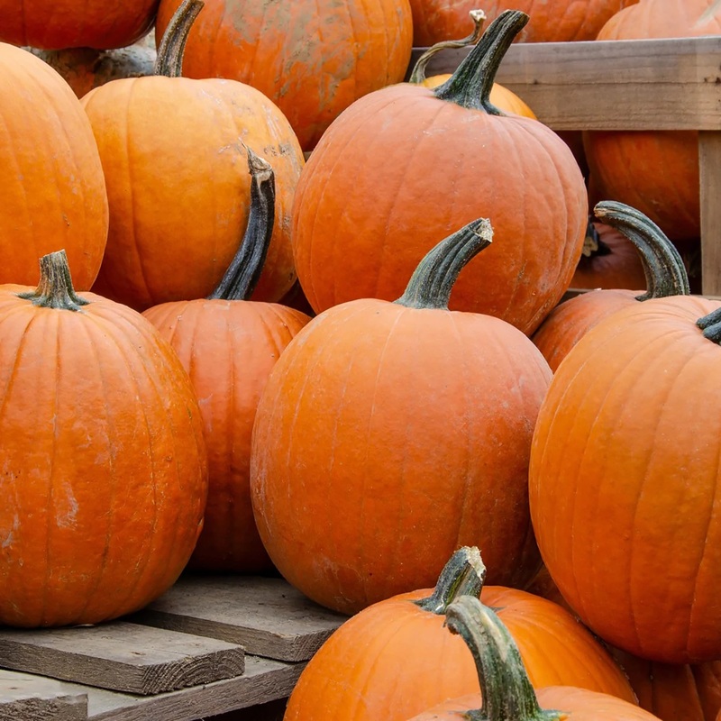 Howden Pumpkin Seeds 9907900