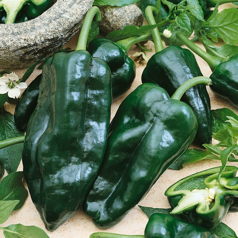 Poblano Hot Pepper Seeds 63850