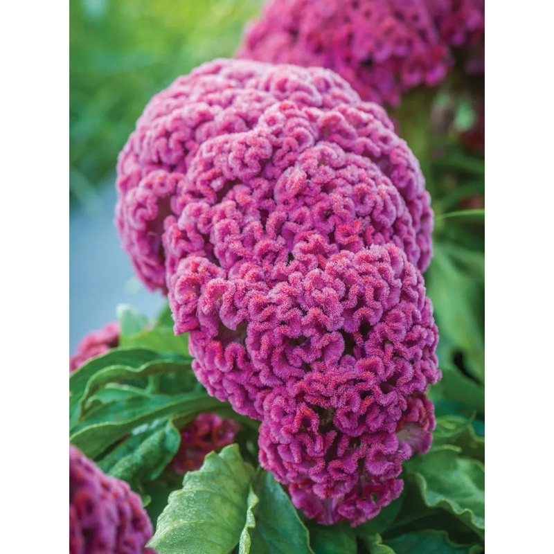 Celosia, King Coral Flower Seed Pack 32982