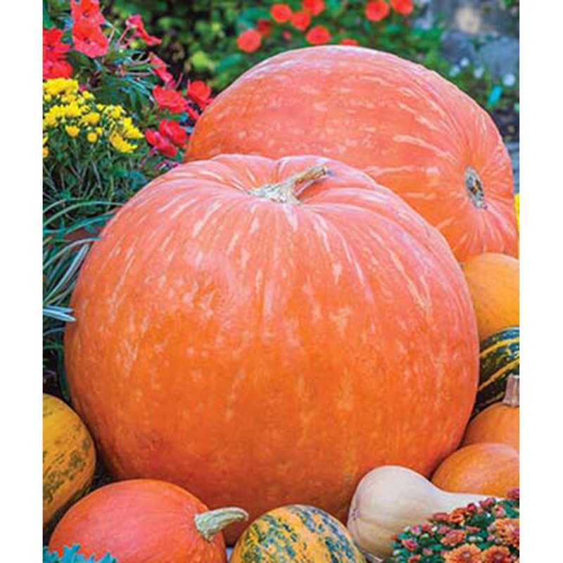 Big Max Pumpkin Seed Pack 55855