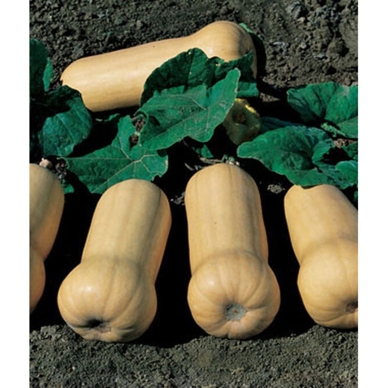Waltham Butternut Winter Squash Seed Pack 53399