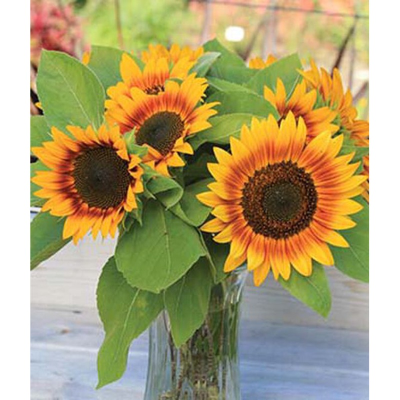 Fire Catcher Sunflower Seed Pack 39167