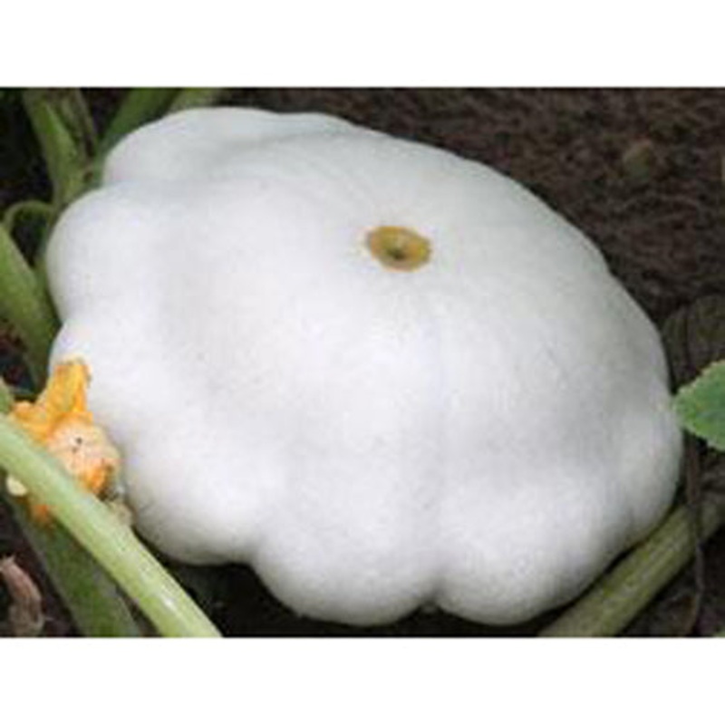 Early White Scalloped Bush Pattypan Squash Seed 9911300