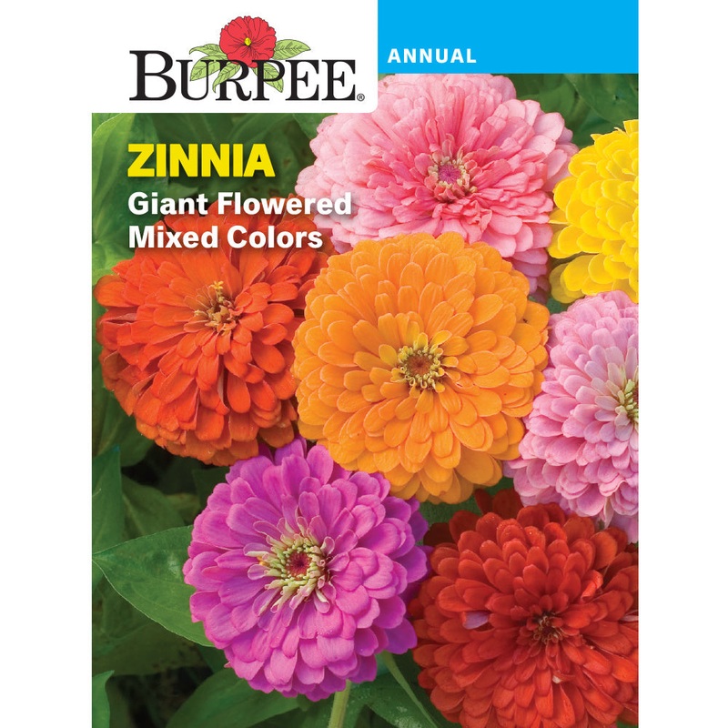Giant Zinnia Flower Seed Pack 44602