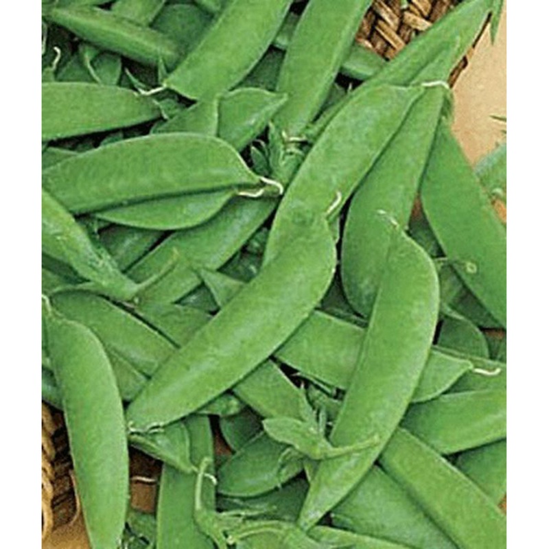 Sugar Daddy Peas Seed Pack 62082