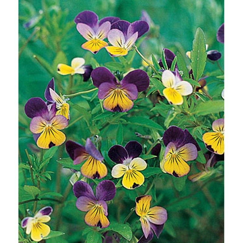 Viola Johnny-Jump-Up Flower Seed Pack 21683