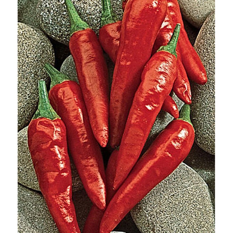 Anaheim Chili Hot Pepper Seed Pack 52861