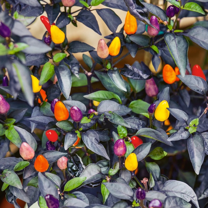 Autumn Time Ornamental Pepper Seeds 70700