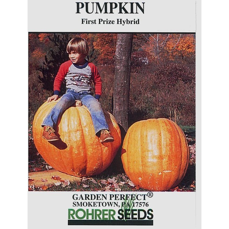 First Prize Pumpkin Seed 9907830