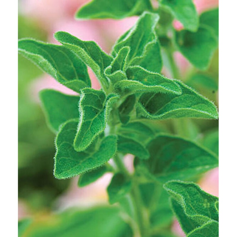 Greek Oregano Seed Pack 56838