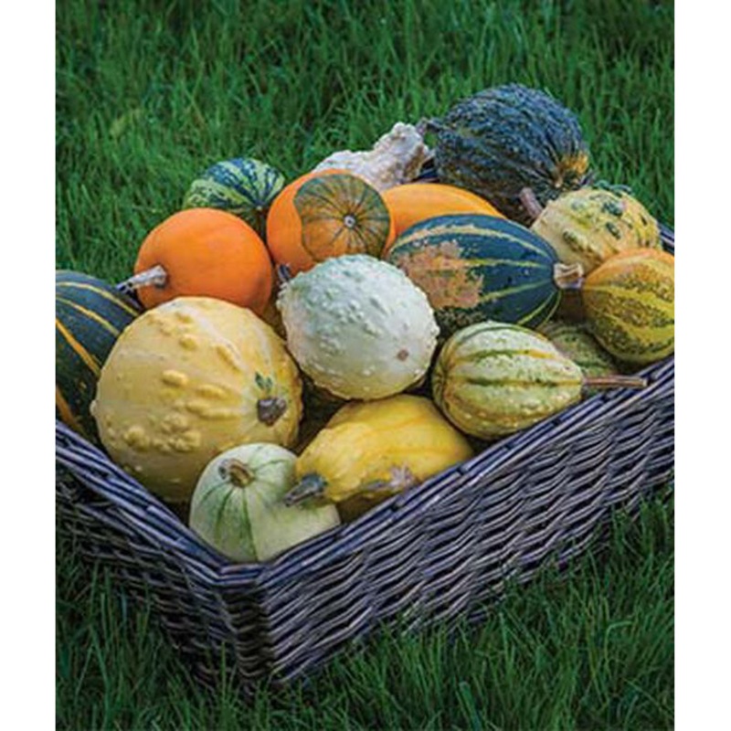 Small Fancy Gourd Seed Pack 34398