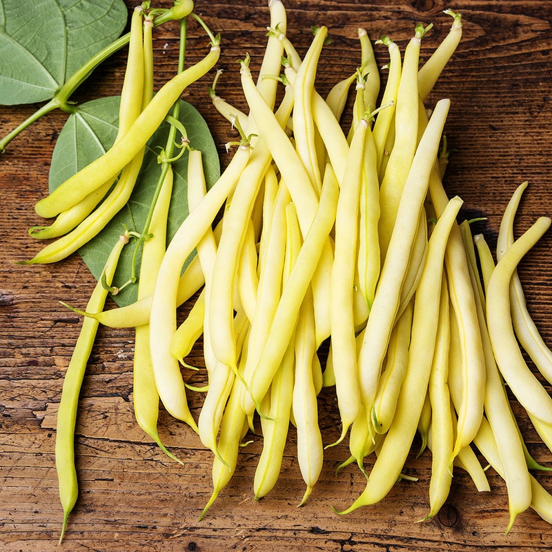 Cherokee Yellow Wax Bush Bean Seeds 1853
