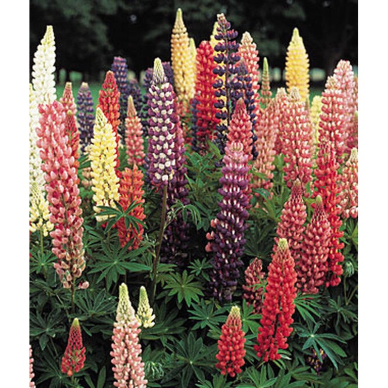 Russell Lupine Flower Seed Pack 43927