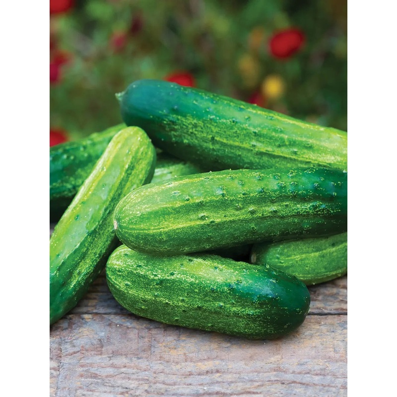 Cucumber, Pick a Bushel Hybrid Seed Pack 53507