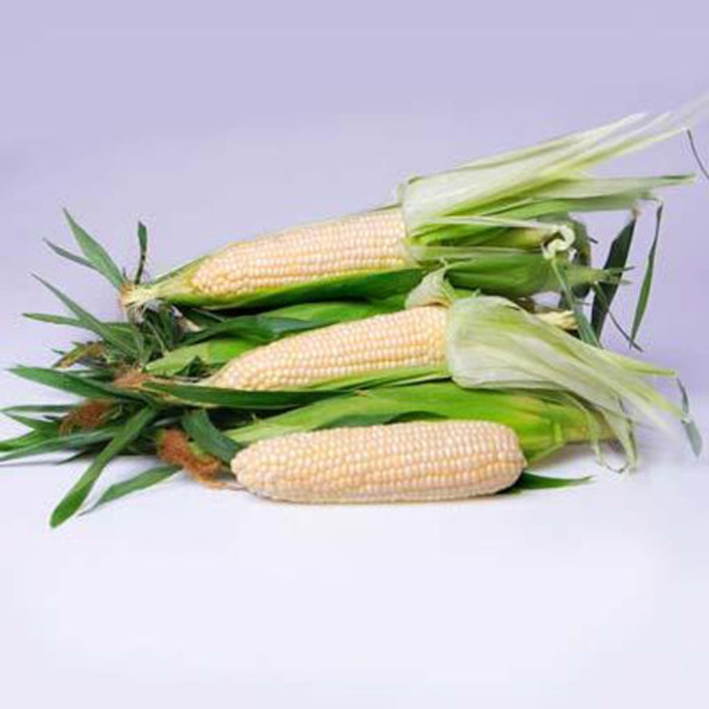 Eden White Sweet Corn Seed 500 seeds