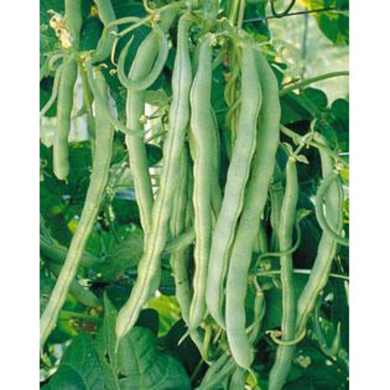 Blue Lake 274 Beans 9918002 1/2 lb.