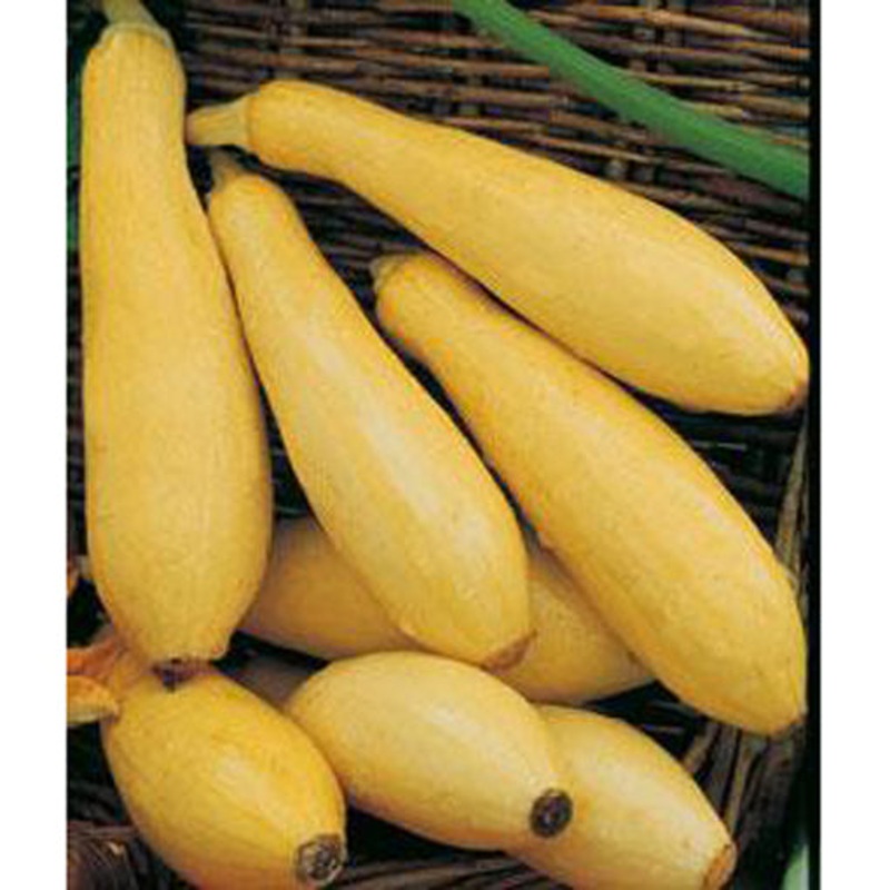 Early Prolific Straightneck Squash Seed 9910500