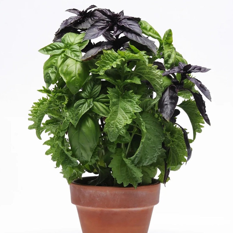 Simply Herbs Try Basil Blend Seeds 69000