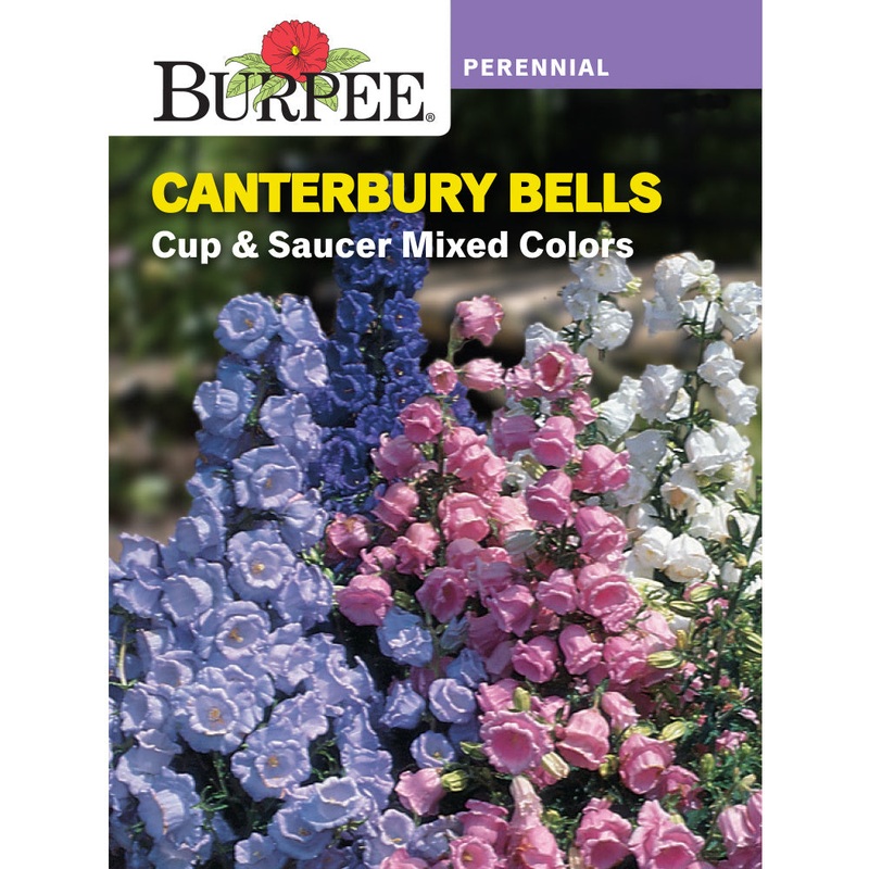 Cups and Saucer Canterbury Bells Flower Seed Pack 43604
