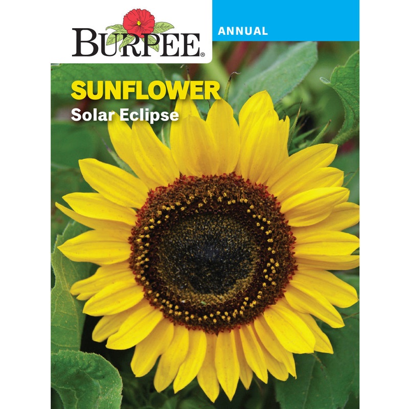 Solar Eclipse Sunflower Seed Pack 32031